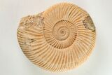 Jurassic Ammonite (Perisphinctes) Fossil - Madagascar #203946-1